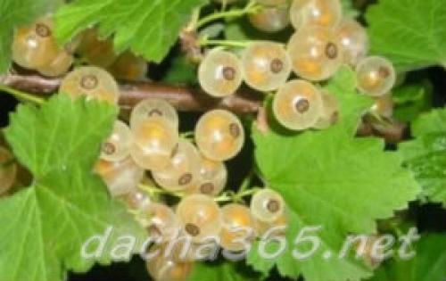 Посадка белой смородины осенью в подмосковье. Лучшие сорта белой смородины