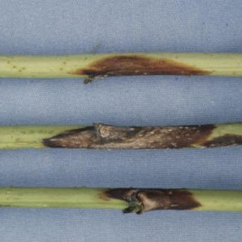 Пурпуровая пятнистость малины. Пурпурная пятнистость малины: фото и описание