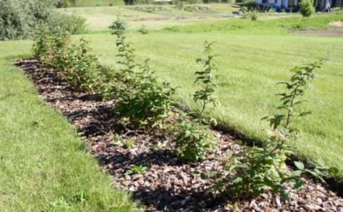 Чем ремонтантная малина отличается от обычной. Отличия от обычной малины, как визуально определить 03 Чем ремонтантная малина отличается от обычной. Отличия от обычной малины, как визуально определить 03