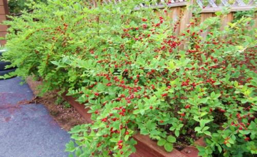 Почему желтеет войлочная вишня. Описание войлочной вишни