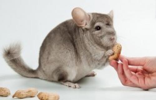 Виноград цветет, но не завязывается. Самое популярное на сайте