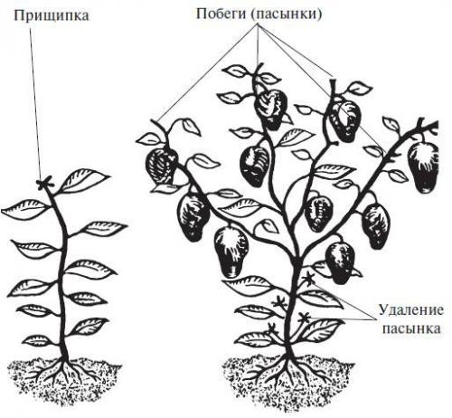 Когда обрезать верхушки у помидор. Как обрезать помидоры: все подробности процедуры 09