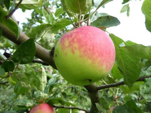 Когда сажать яблони осенью в подмосковье. В зависимости от региона 01