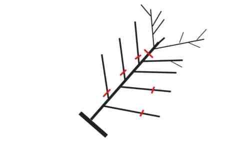 Когда открывать персик весной. Обрезка персиков весной и летом, опрыскивание от болезней