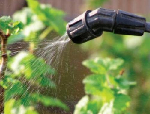 Чем обработать землю от галлицы. Чем обработать малину от галлицы весной. Эффективные средства