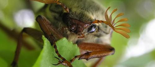 Чем отличается майский жук от хруща. Майские жуки