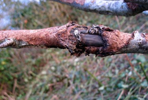 Как лечить яблони черный рак. Медикаментозные средства 02 Как лечить яблони черный рак. Медикаментозные средства 02