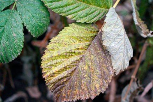 Стеклянница на малине. Вредители малины и борьба с ними