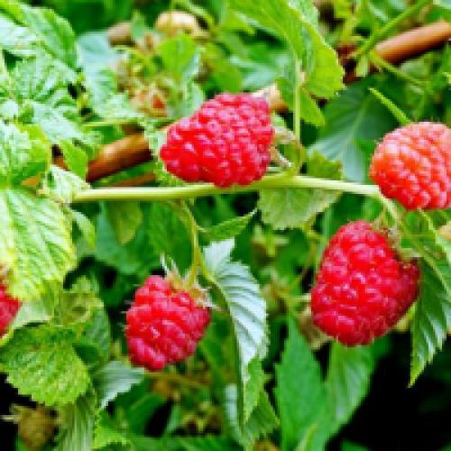 Посадка малины осенью. Как правильно посадить малину осенью