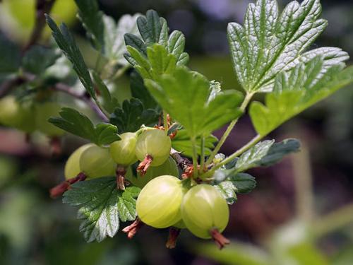 Белый налет на ягодах крыжовника, что делать. Как бороться 01