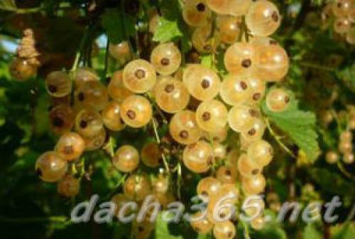 Посадка белой смородины осенью в подмосковье. Лучшие сорта белой смородины