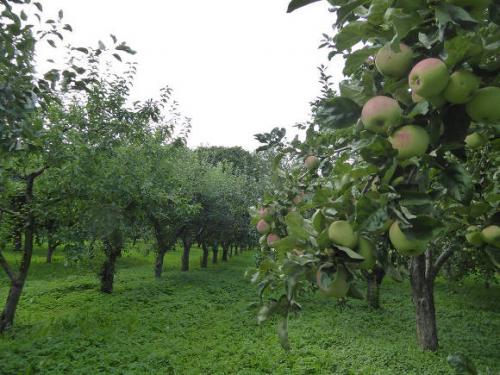 Когда сажать яблони осенью в подмосковье. В зависимости от региона 02