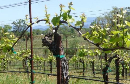 Почему не плодоносит виноград, что делать. Отсутствие цветения и плодов у винограда 01