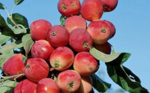 Как правильно посадить яблоню в Сибири. Особенности посадки яблонь в Сибири