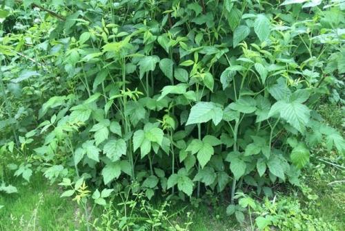 Можно ли сажать ремонтантную малину рядом с обычной. Малина и ежевика: кто кому мешает