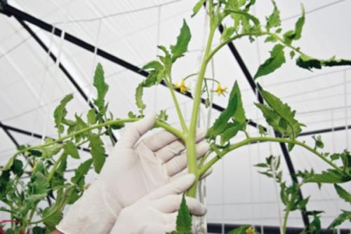 Когда обрезать верхушки у помидор. Как обрезать помидоры: все подробности процедуры 13