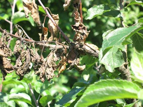 Плодовая гниль яблони народные средства. Что такое плодовая гниль: признаки монилиоза на яблоках и других плодовых культурах