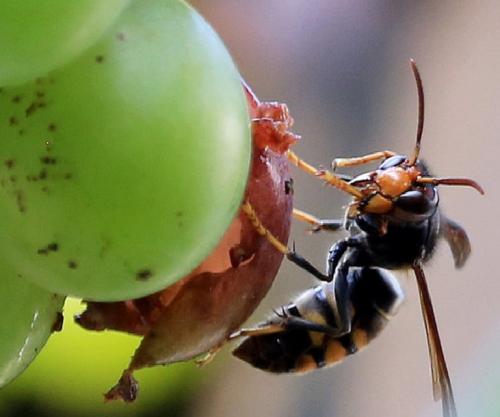 Ok google чем опрыскать виноград от ос. Химия