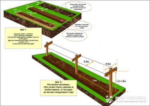 Правильная посадка малины осенью. Сроки посадки малины осенью 02 Правильная посадка малины осенью. Сроки посадки малины осенью 02