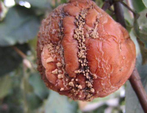 Плодовая гниль яблони народные средства. Что такое плодовая гниль: признаки монилиоза на яблоках и других плодовых культурах