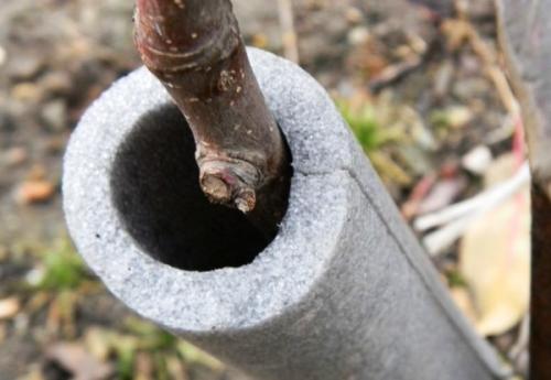 Как на зиму укрыть грушу на зиму. Подготовка груши к зиме 07 Как на зиму укрыть грушу на зиму. Подготовка груши к зиме 07