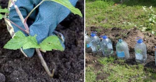 Когда прикапывать смородину для размножения. Как размножить смородину черенками