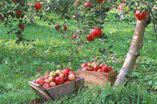 Когда сажать плодовые деревья в подмосковье. Какие плодовые деревья посадить на участке?