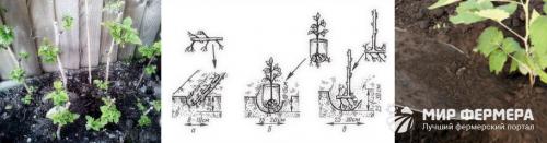 Посадка малины осенью. Как правильно посадить малину осенью