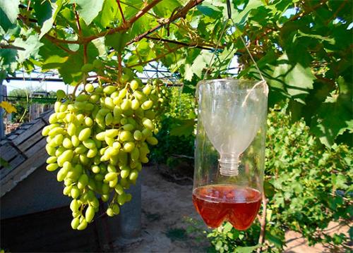 Как спасти виноград от ос. Эффективные приемы борьбы с осами