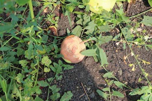 Плодовая гниль яблони народные средства. Что такое плодовая гниль: признаки монилиоза на яблоках и других плодовых культурах