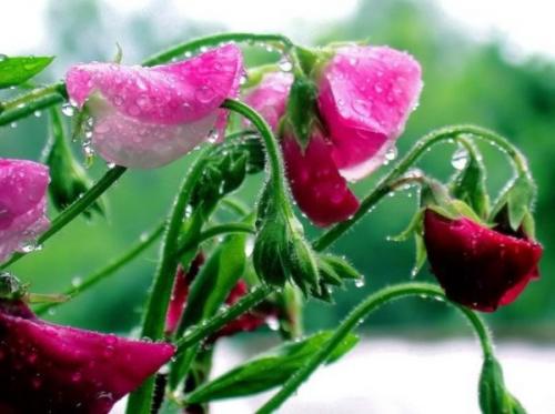 Душистый горошек. Ботаническая справка