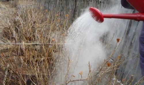 Пузырятся листья на смородине. Почему на листьях смородины появились красные пузырьки и что с этим делать