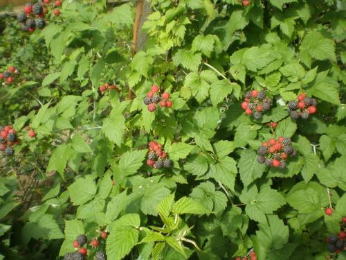 Желтая малина посадка и уход. Посадка жёлтой малины 08 Желтая малина посадка и уход. Посадка жёлтой малины 08