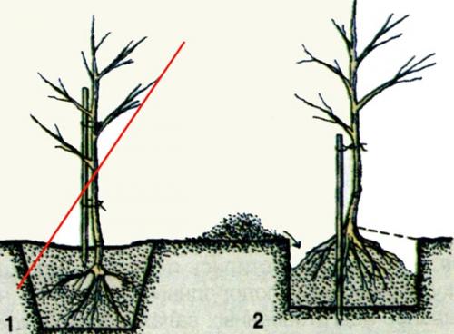 Как правильно сажать колоновидные яблони весной. Колоновидные яблони,, как сажать