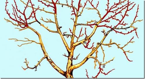 Обрезка яблонь на урале осенью. Советы бывалых о том, когда обрезают яблони осенью. Выбор лучшего времени