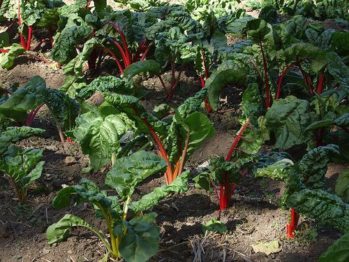 Какие овощи любят тень и полутень. Правила посадки на ограниченном пространстве 01