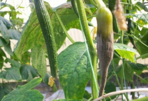 Почему огурцы гниют на корню в теплице. Гниют огурцы в теплице: почему появляется гниль на кончиках и завязях, что делать, фото, видео