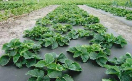 Клубника агроволокно или пленка. Общие характеристики агроволокна