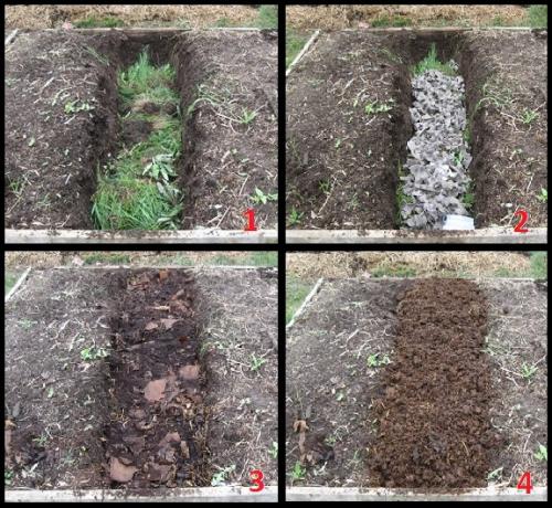 Желтая малина посадка и уход. Посадка жёлтой малины 01 Желтая малина посадка и уход. Посадка жёлтой малины 01