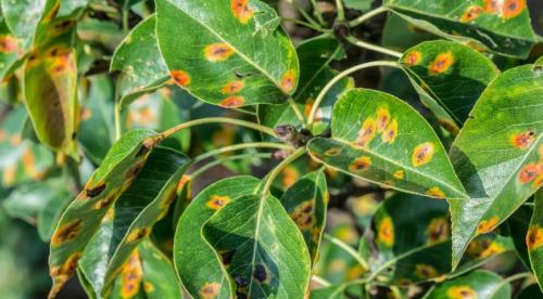 Чем обработать груши осенью от болезней и вредителей. Ржавчина 02 Чем обработать груши осенью от болезней и вредителей. Ржавчина 02