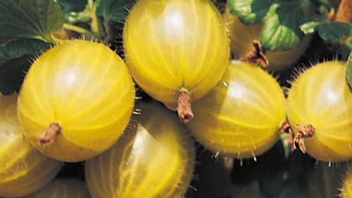 Лучший сорт крыжовника для подмосковья. Подмосковные сорта крыжовника с крупными плодами