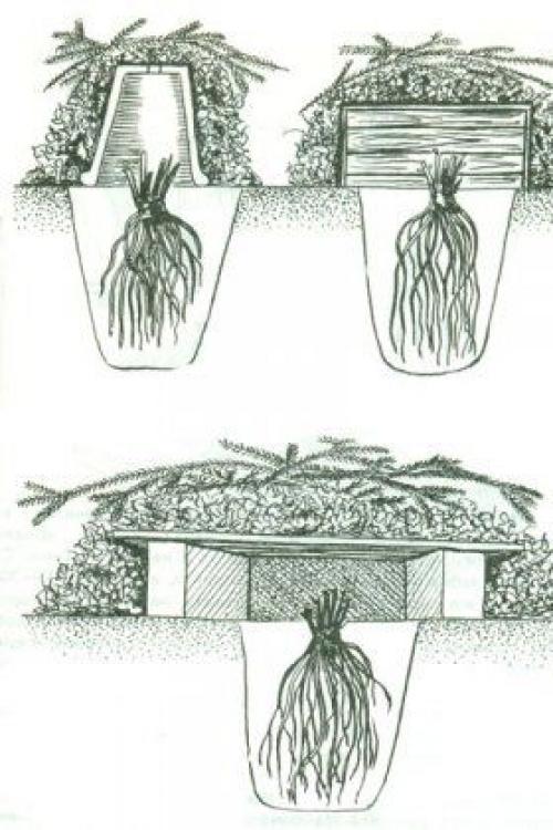 Как готовят к зиме клубнику. Особенности подготовки к зиме разных видов клубники 02 Как готовят к зиме клубнику. Особенности подготовки к зиме разных видов клубники 02