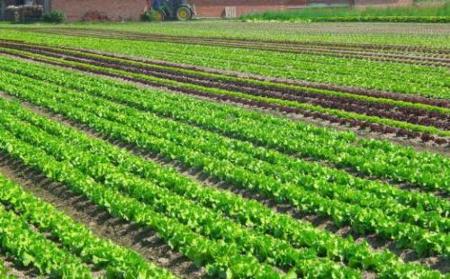 Как правильно копать землю лопатой. Как правильно копать в огороде: советы бывалых 03