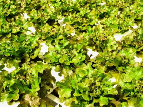 Выращивание салата на гидропонике в домашних условиях. Понятия гидропоники
