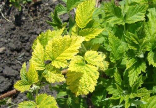 На малина желтеют листья, что делать. Почему листья малины начинают желтеть летом