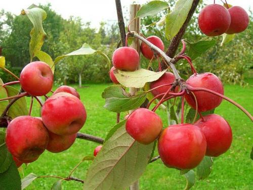 Чем подкармливать яблони в период плодоношения. Чем подкормить яблоню осенью, чтобы плодоносила