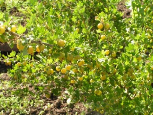 Пересадка крыжовника весной. Пересадка крыжовника: оптимальное время и место