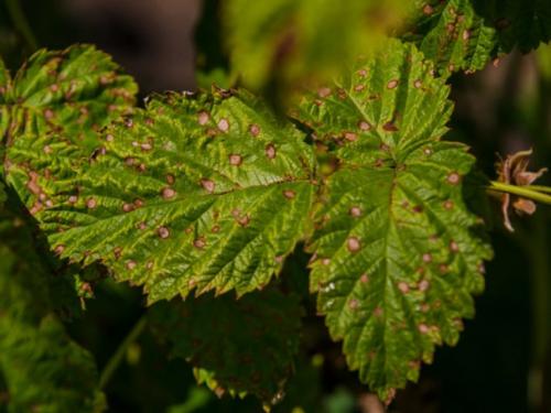 Светло зеленые листья у малины. Желтеют листья у малины –, что делать?