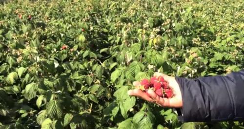 В Сибири ремонтантная малина. Крупноплодная малина для Сибири 04