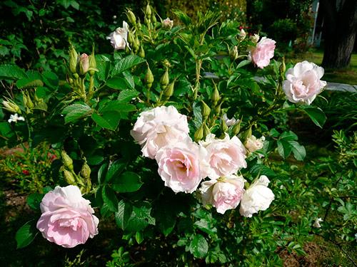 Укрыть виноград на зиму в сибири. Как укрыть на зиму виноград первого года 02 Укрыть виноград на зиму в сибири. Как укрыть на зиму виноград первого года 02